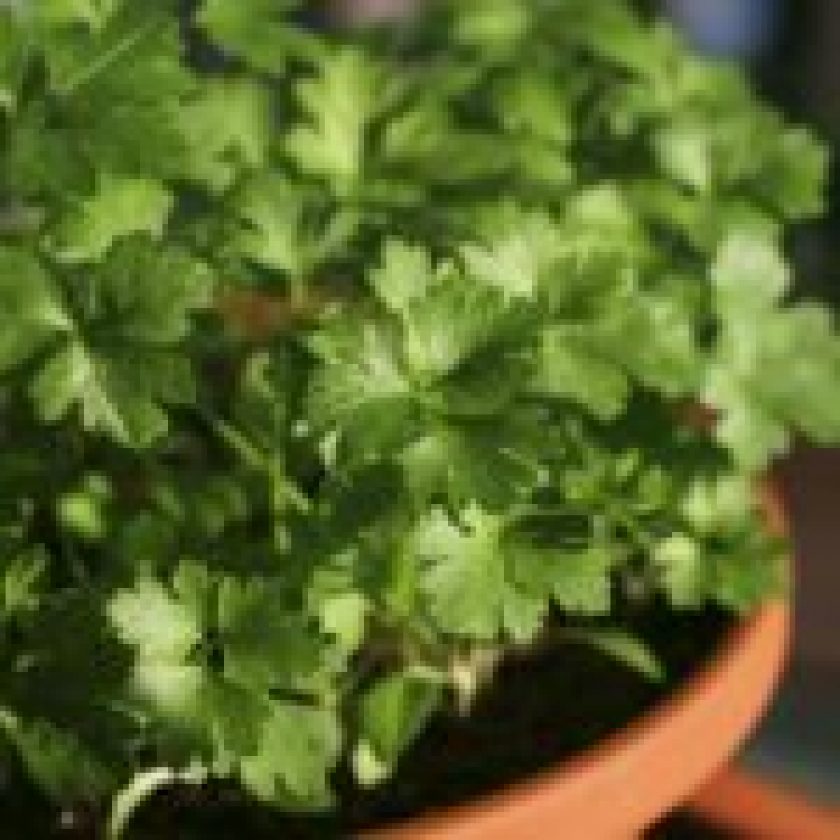 Parsley