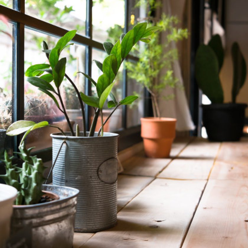 Powerful Tips Can Stop Your Plants Dying