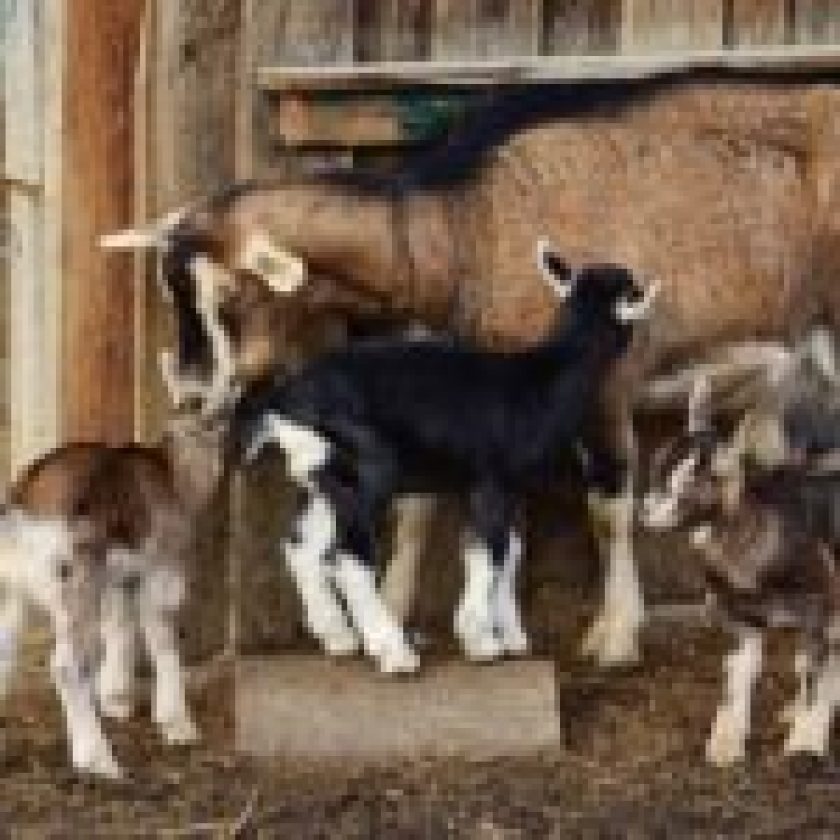 Raise Goats on your Homestead