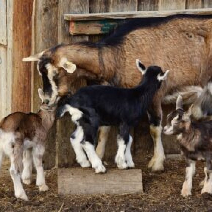 Raise Goats on your Homestead
