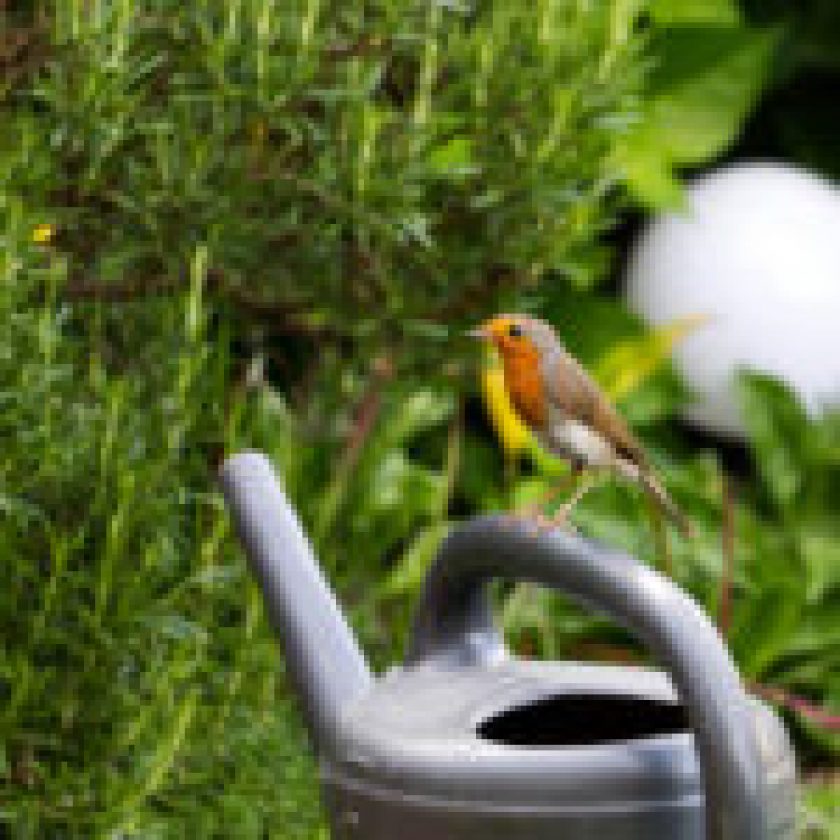 Robin in Garden