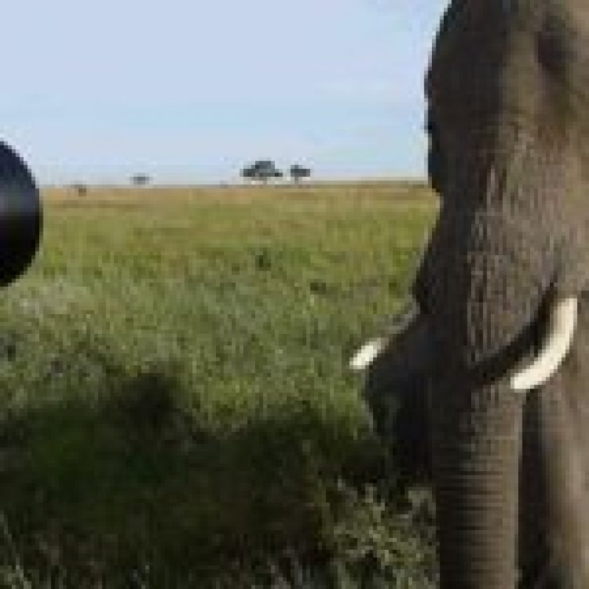 Safaris Excursions