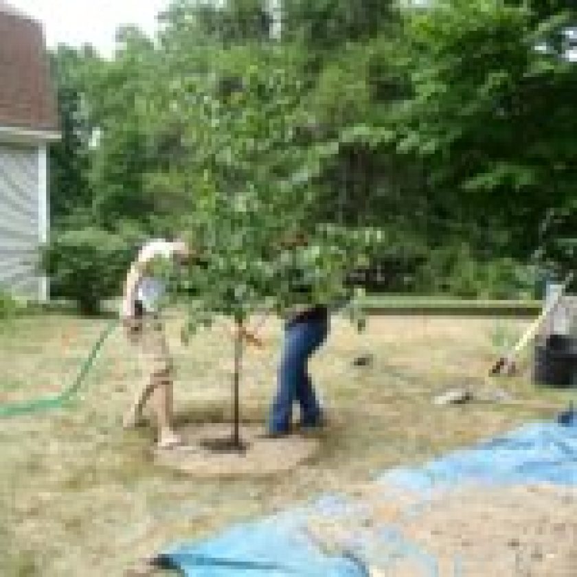 Tree Planting