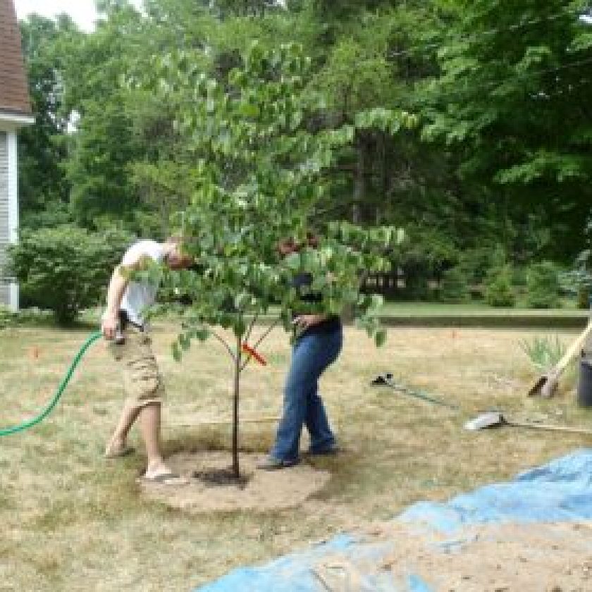 Tree Planting