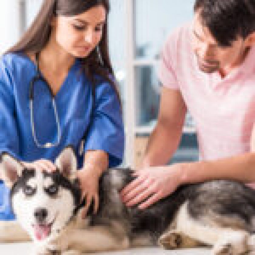 Vital Veterinary Care