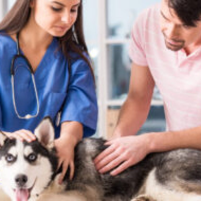 Vital Veterinary Care