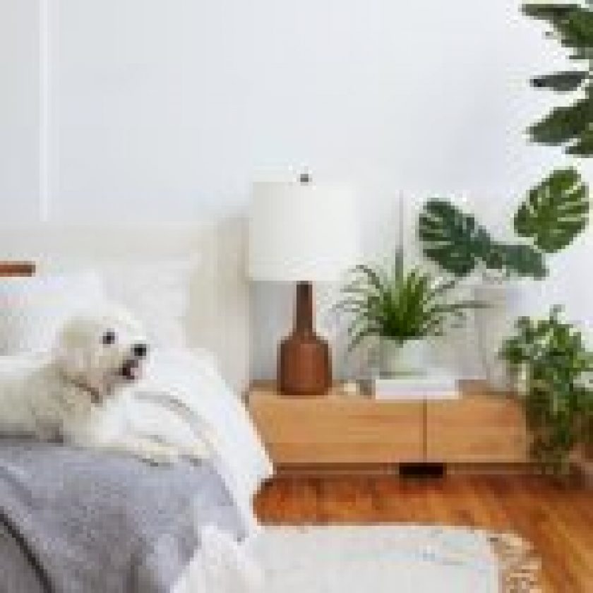 petfriendly home