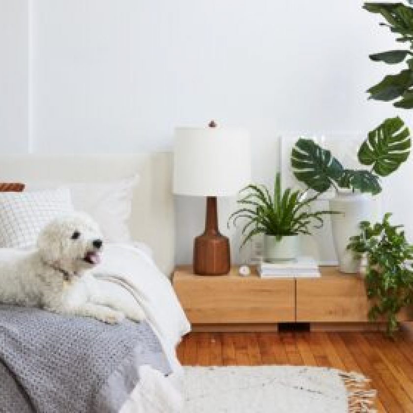 petfriendly home