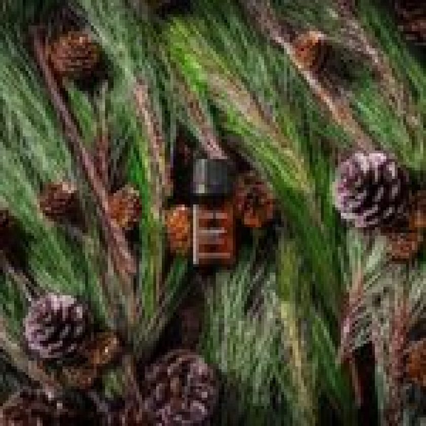 pine essential oil